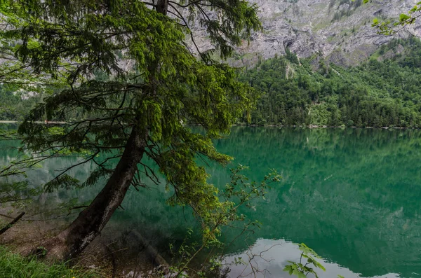 Yürüyüş Sırasında Üzerinde Ağaç — Stok fotoğraf