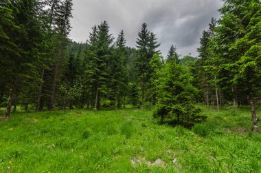 çam ağaçları doğada yürüyüş sırasında