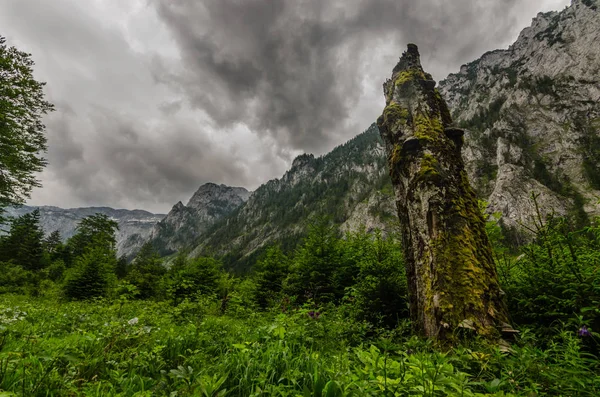 Tronc Arbre Dans Nature Avec Nuages Pluie Dans Ciel — Photo