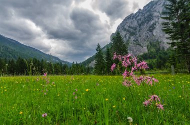 dağlarda yürüyüş sırasında bir çayırda pembe çiçekler