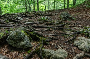 kökleri ve ne zaman yürüyüş kayalar
