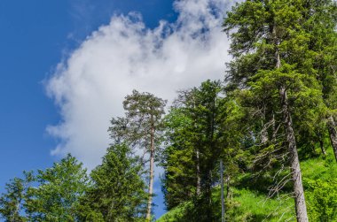 Ağaçlar ve yaz aylarında gökyüzünde bulutlar