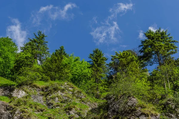 Céu Azul Árvores Verdes Verão — Fotografia de Stock