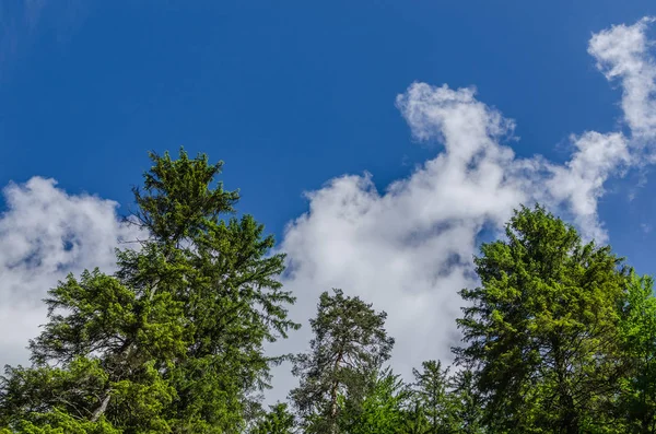 Yeşil Yemyeşil Ağaçlar Doğal Peyzaj Gökyüzünde — Stok fotoğraf