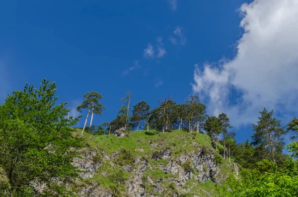 Bäume Mit Gras Auf Dem Berg Beim Wandern — Stockfoto