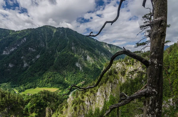 Árvore Nua Nas Montanhas Enquanto Caminhadas — Fotografia de Stock