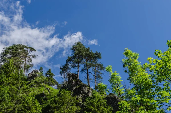 Verschiedene Grüne Bäume Der Natur — Stockfoto