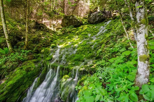 Moos Mit Wasser Wald Und Der Natur — Stockfoto