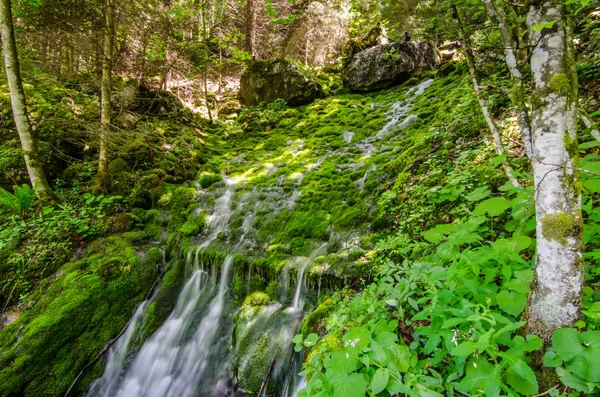 Mousse Avec Eau Dans Forêt Nature — Photo