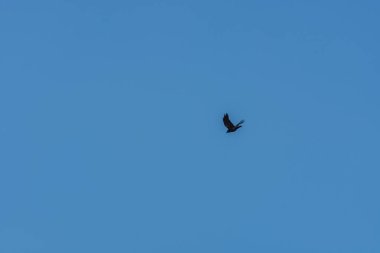 Kış gökyüzünde kuş uçar