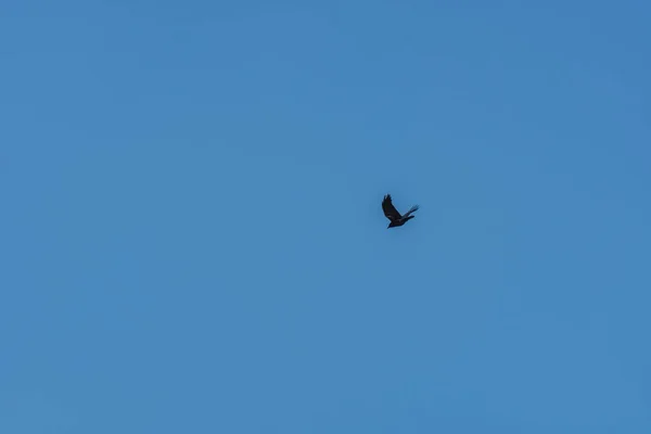 Oiseau Vole Dans Ciel Hiver — Photo