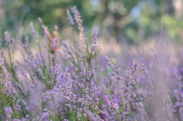 Lila växter i skogen — Stockfoto