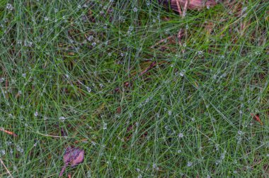 ormanda çim ve yağmur damlaları