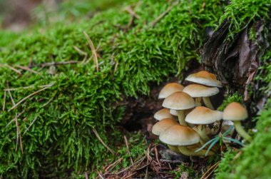 Yosun ile ağaç süngerler