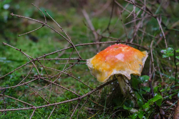 Fly agaric in the forest floor — Stock Photo, Image