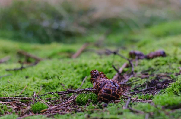 Forest floor detail view — Stock Photo, Image