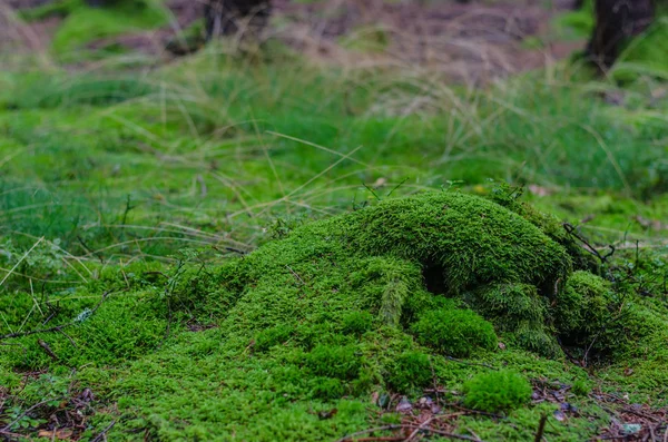 Chão da floresta com camada de musgo verde — Fotografia de Stock