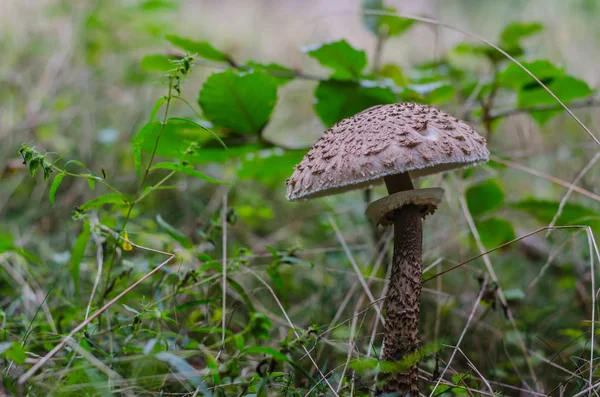 Cogumelo de guarda-sol com plantas — Fotografia de Stock
