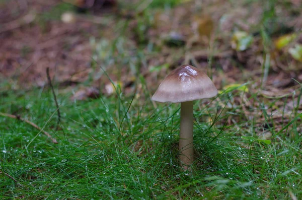 Slimy mushroom in the grass — Stock Photo, Image