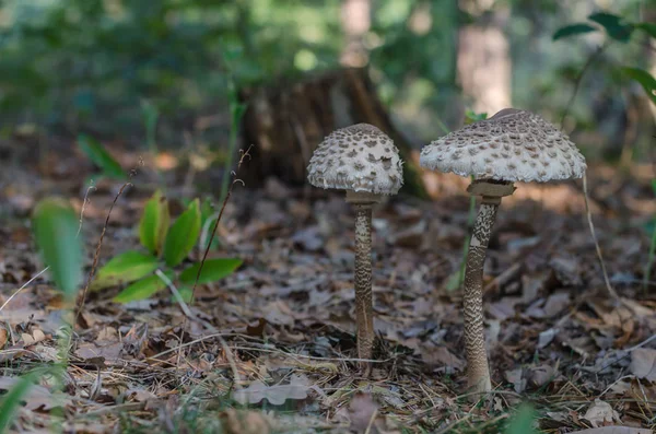Два зонтичных гриба в лесу — стоковое фото