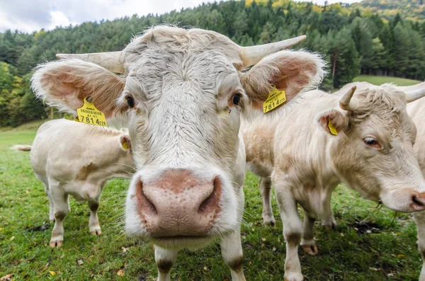 Vaca olha para a câmera — Fotografia de Stock