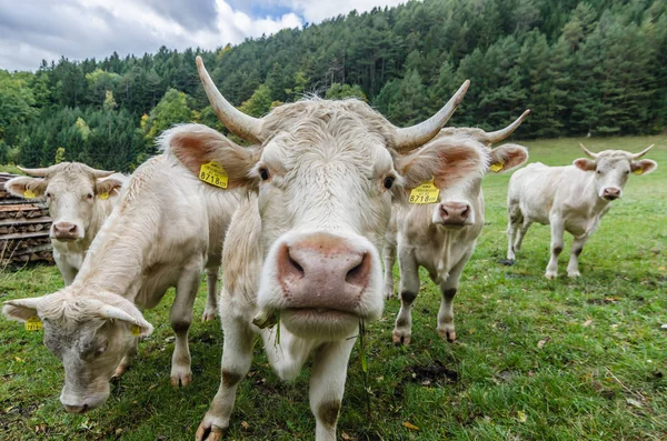 牛は好奇心旺盛に見える — ストック写真