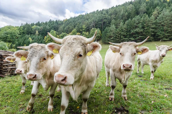 Vacas vêm do pasto — Fotografia de Stock