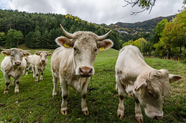 Vacas no pasto — Fotografia de Stock