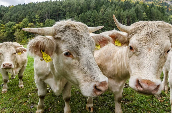 牧草地で好奇心旺盛牛 — ストック写真