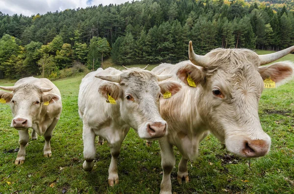 Three cows coming — Stock Photo, Image