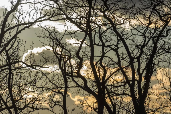 Branches tordues d'arbres avec des nuages — Photo