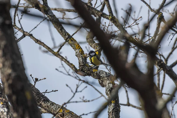 Grande mésange sur un arbre — Photo