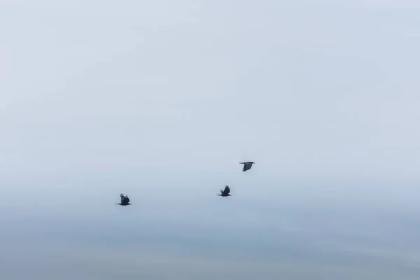 В небе летают три птицы — стоковое фото