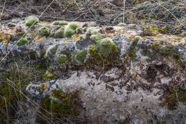 doğada kaya üzerinde yosun