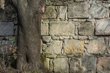 ağaç ve taş duvar