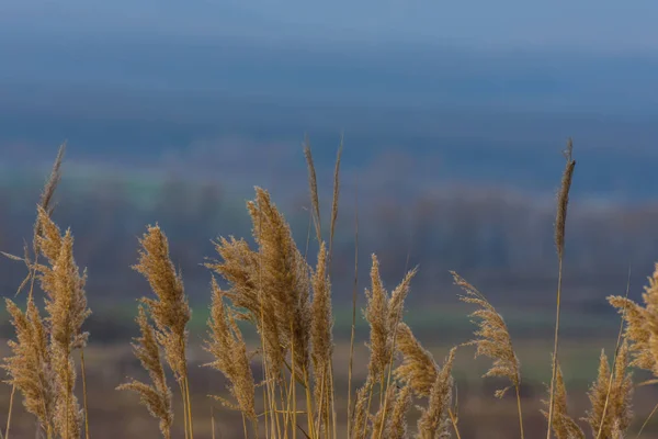 Vass i naturens detalj — Stockfoto