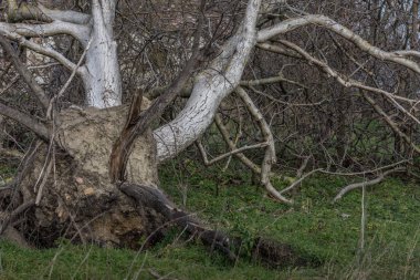 Doğada sökülmüş ağaç