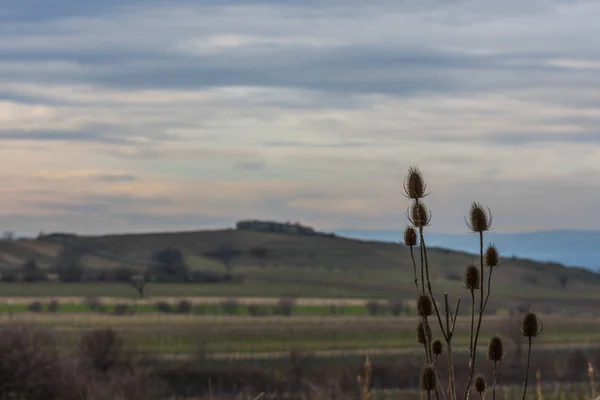 Plant in een landschap met wolken — Stockfoto