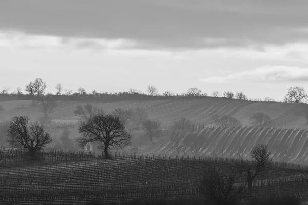 Wine landscape and many trees black and white — Stock Photo, Image