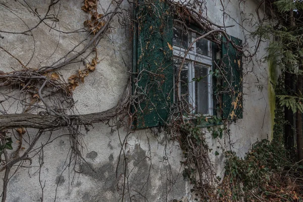 Beautiful overgrown facade with windows — Stock Photo, Image