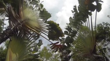 Bali 'deki otelde havuz tatili.