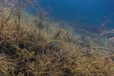 Dalarken bir gölün yosununda küçük bir turna balığı