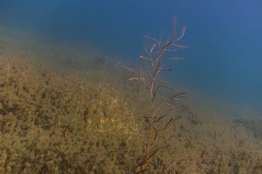 Gölün dibindeki temiz Blauem suyuyla deniz aygırı.