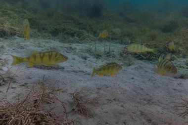 Kum ve deniz otlarıyla gölün dibinde yüzen balıklar.