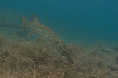 Turna balığı yazın dalarken gölün dibinde yüzer.