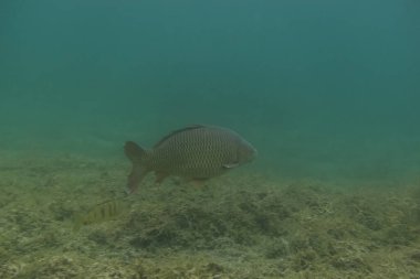 Sazan dalgıçlık yaparken bir gölün dibinde yüzer.