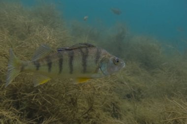 Dalgıçlık yaparken deniz yosunlarıyla gölün kenarına bakan levrek.