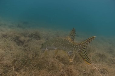 Turna balığı yazın dalarken bir gölün arkasında
