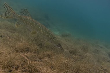 Yazın gölde küçük bir turna balığı dalışı.
