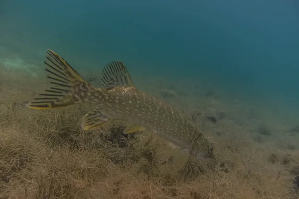 Big perch diving in a lake with sea grass in the summer